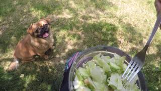 Нормално ли е куче да яде САЛАТА ?!?! / Is it normal a dog to eat salad?