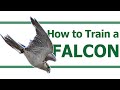 How I trained the fastest animal | How to fly a Falcon | Flying the fastest animal in the world