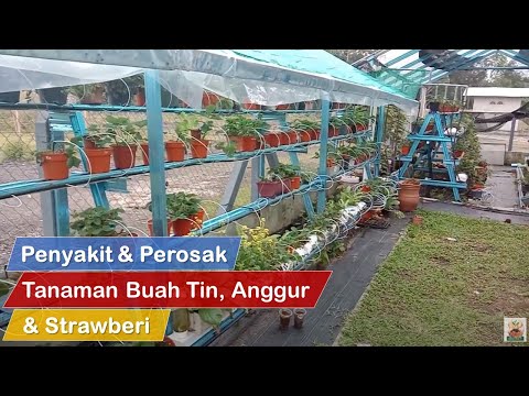 Video: Penyakit Dan Perosak Strawberi