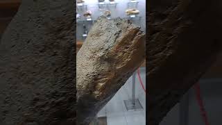 Stegodon Tusks On Display At Itb In Bandung