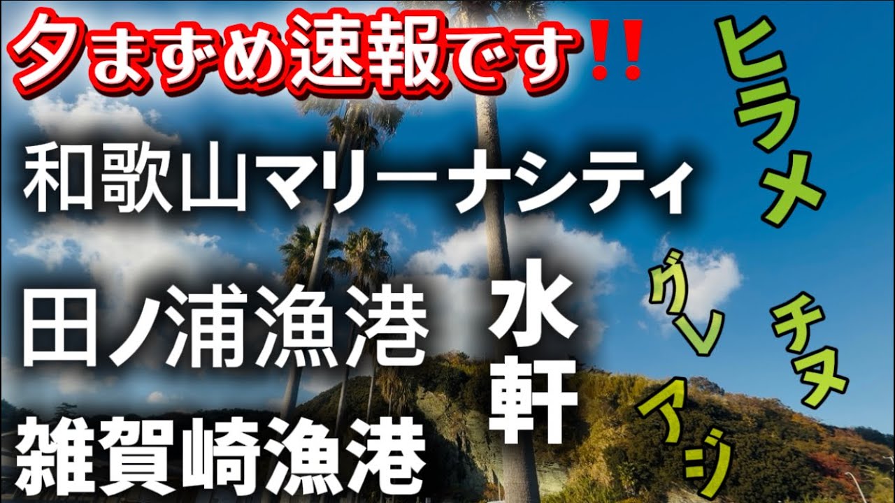 【田ノ浦雑賀崎水軒和歌山マリーナシティ】速報‼️ヒラメDAYアジ釣れてます😆2025年12月9日