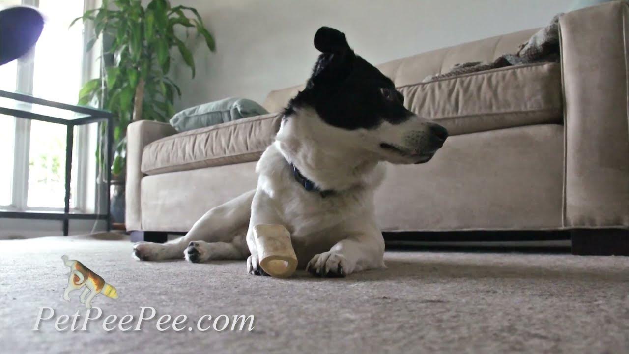Cleaning a Persian Oriental rug from Dog Urine Odor By The PetPeePee