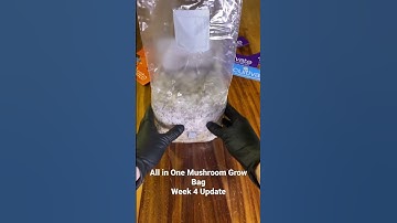 All in One Mushroom Grow Bag Week 4 Update (FRUITING TIME!) #mushroom