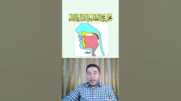المخرج 12 مخرج الطاء والدال والتاء من طرف اللسان مع أصول الثنايا العليا 
