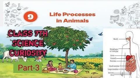 Life Process in Animals | Chapter 9 | Exercise | Class 7th Science | Curiosity | ncert Cbse 
