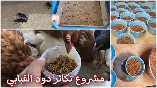 مشروع تكاثر دود القبابي 🐛