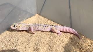 Tug snow eclipse leopard gecko