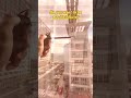 A PDLC smart film from aSmartFilm.com #pdlc #smartfilm #smartglass #smarttint #switchablefilm
