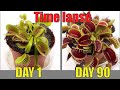 Venus flytrap 90 days time lapse
