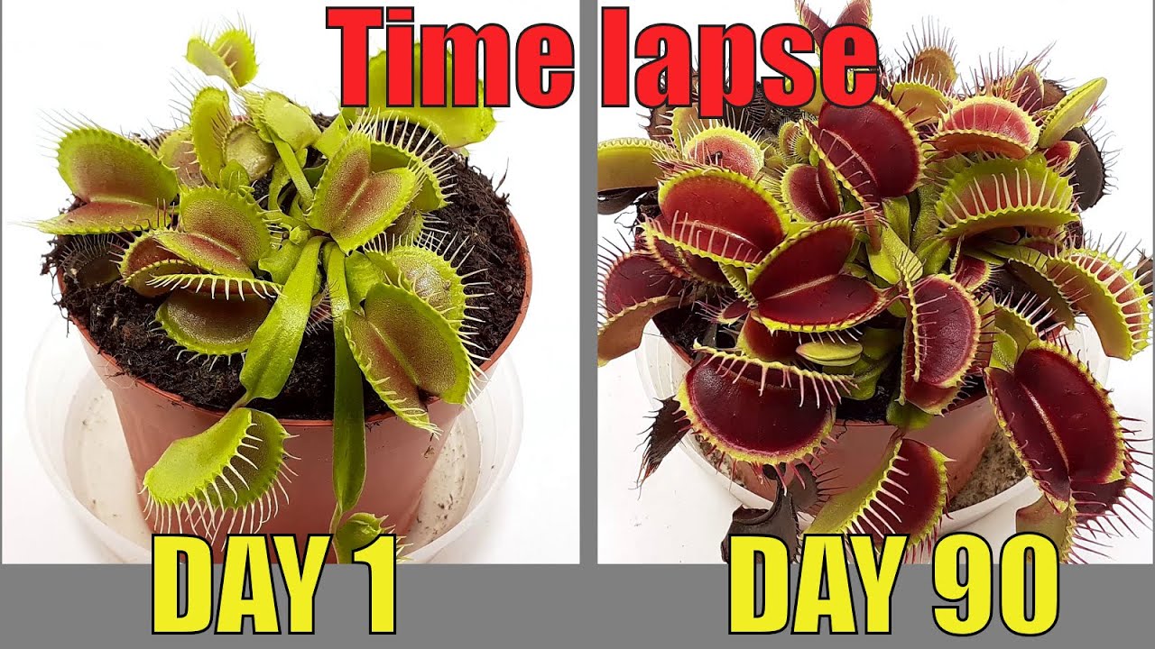 How Tall Is The Tallest Venus Flytrap?