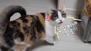 The cat that started pouting cause her Grandpa doesn’t understand her LOL by 김쫀떡 118,761 views 3 months ago 9 minutes, 32 seconds