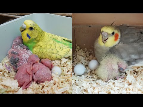 Muhabbet Kuşu Yavruları Yumurtadan Çıktı Kuş Odası Vlog