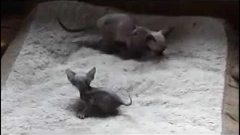 Video 1162871: devon rex kittens playing, tiny devon rex, litter mates