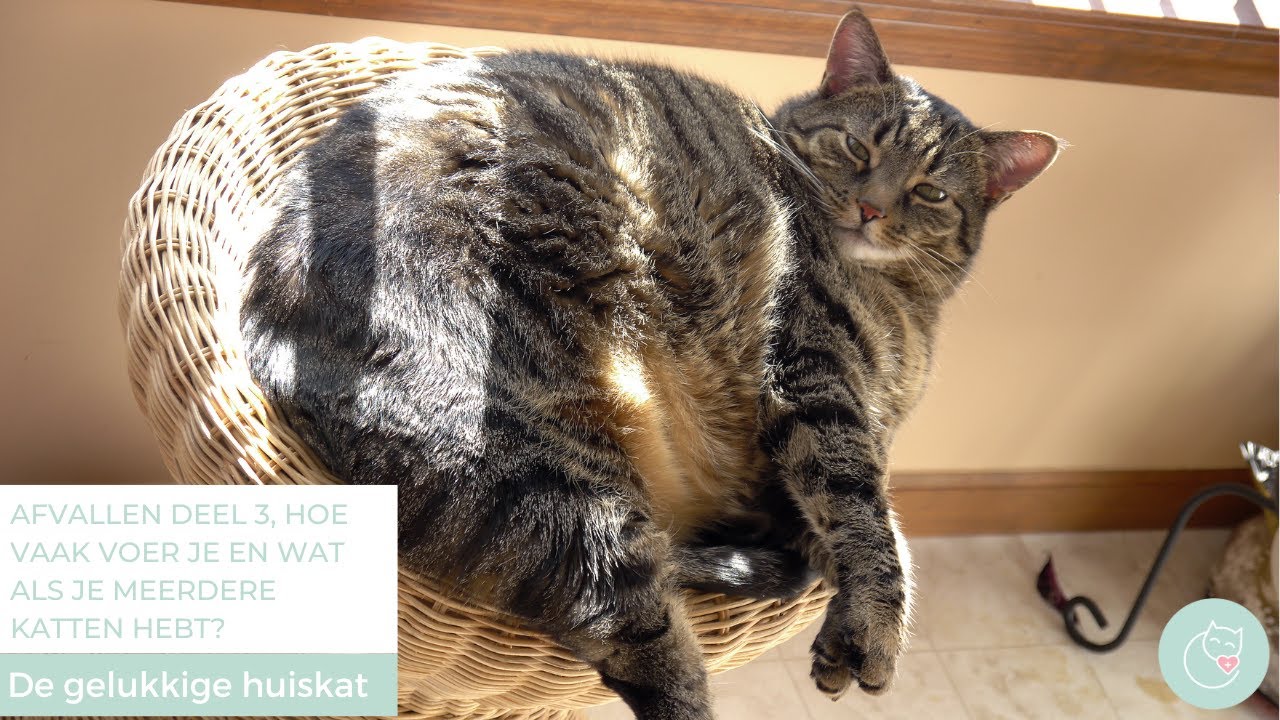 JE KAT LATEN AFVALLEN IN 7 STAPPEN, DEEL 3 - De gelukkige huiskat
