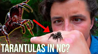 Finding North Carolina's SECRET Tarantula! (ft. My Wild Backyard)
