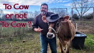 Should You Get A Cow For Your Homestead