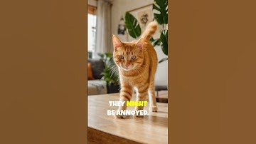 The Ultimate Guide to Cat Body Language 🐱