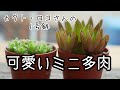 【カクト・ロコさんのミニ多肉】小さくて可愛くて、寄せ植えにも便利