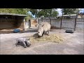 Zoom Zoom! Our rhino calf is running rings around mum!