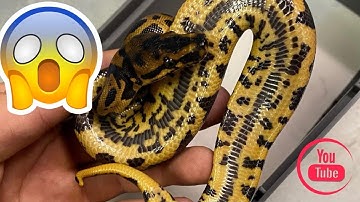 Lets get Confused! ( More about the confusion gene! )