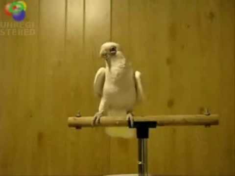 birds love metal too.