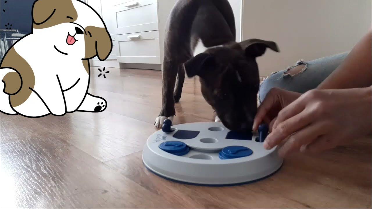 TRIXIE Strategy Game Memory Trainer, Game for Dogs