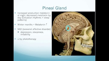 NAU Bio 202 Lab 1 - Endocrine System