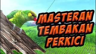 masteran tembakan tajam burung nuri perkici gacor / video background  sawah