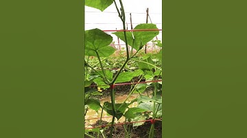 Cây xanh nông nghiệp quách Sơn mời các bác ngắm dưa leo 21 ngày tuổi nhé