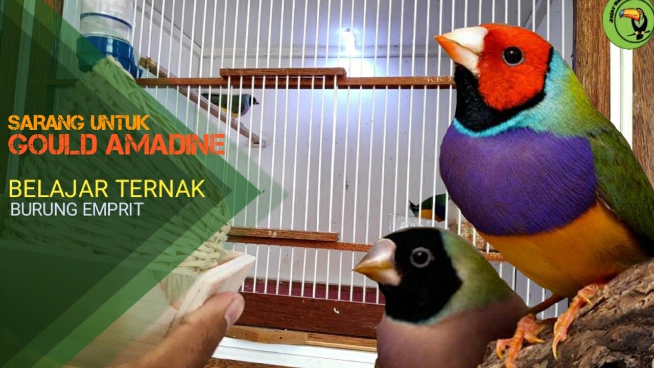 BELAJAR TERNAK BURUNG FINCH GOULD AMADINE KANDANG KOTAK I breeding