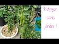 🍀 POTAGER en POT : Toutes les ASTUCES d’ Elodie