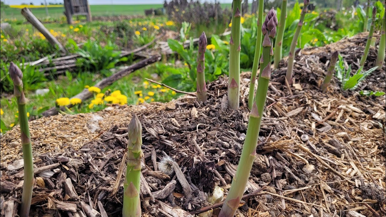 Kuşkonmaz ne zaman tohum verir?