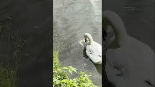 Лебедь ест траву. The swan is eating grass.