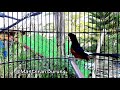 Murai Batu Bisu Dan Ngeriwik Coba Pancing Dengan Murai Batu Ini Agar Gacor Bocor Mp3 - Mp4 Download