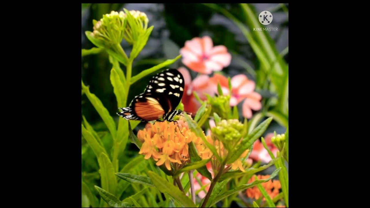Butterfly status video//Flowers &butterfly video #Shorts