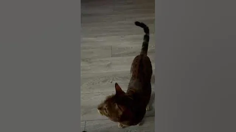 Video 10264321: bengal cat plays fetch, dog bengal cat, brown bengal, toy bengal, bengal love, bengalcat