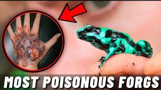 Being a Poison Dart Frog Parent is HARD | Seven Worlds One Planet.
