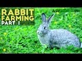 Rabbit Farming Part 1 : Rabbit Farming in the Philippines | Agribusiness Philippines