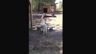 Dog and Goat play Tag by Sarina Maynor 468 views 9 years ago 18 seconds