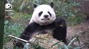 Do pandas eat differently in each season? | Pandaful Q&A