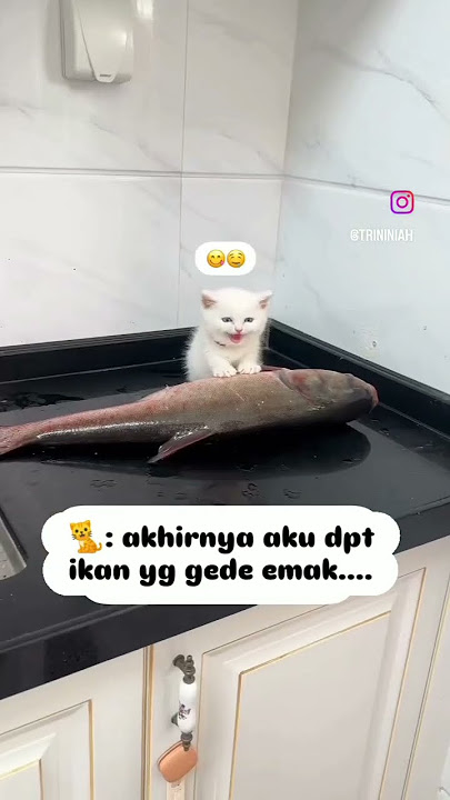 Lebih besar ikan daripada kucingnya #shorts #kucinglucu #lucu #cat #kucingimut