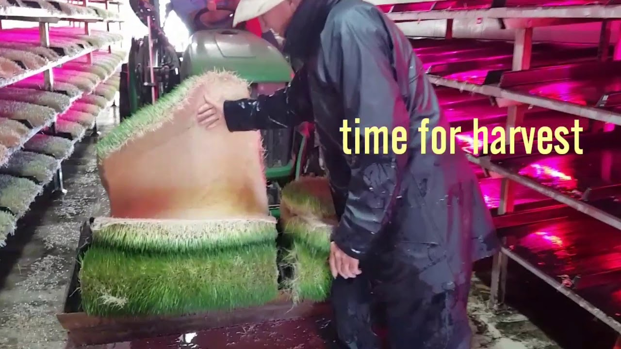The Fodder Shed at Blaney, NSW