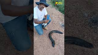 ⚡ PESQUEI UM PEIXE ELÉTRICO NO RIO URUBU! 😱⚠️ Quase levei DESCARGA no Tocantins #Shorts #wildlife