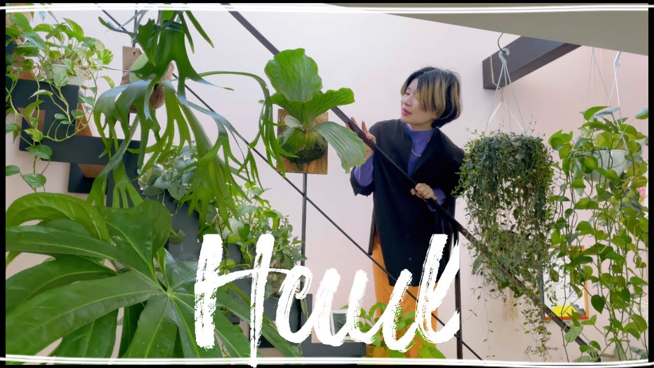 【Haul´-】ビカクシダ購入!!多肉植物とおしゃれな鉢も購入したよ´-観葉植物のご紹介/植物のある暮らし/houseplants/観葉植物インテリア/ボタニカルライフ/ガーデニング/관엽 식물