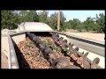 Walnut Harvest, Hulling and Dehydration Video