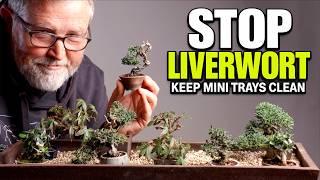 Mame Tray Cleanup: Your Mini-Bonsai will Automatically Look Better!