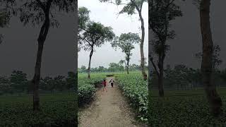 IND BAN BORDER ZERO LINE