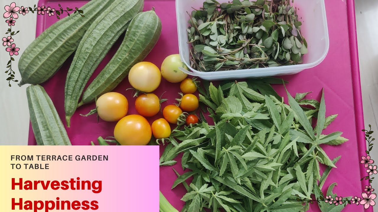 From Terrace to Table: Harvesting Happiness