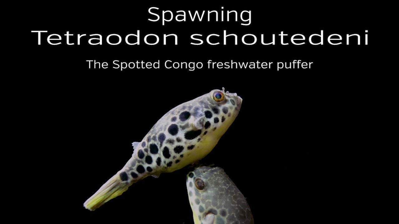 Breeding Tetraodon schoutedni - The Spotted Congo Puffer