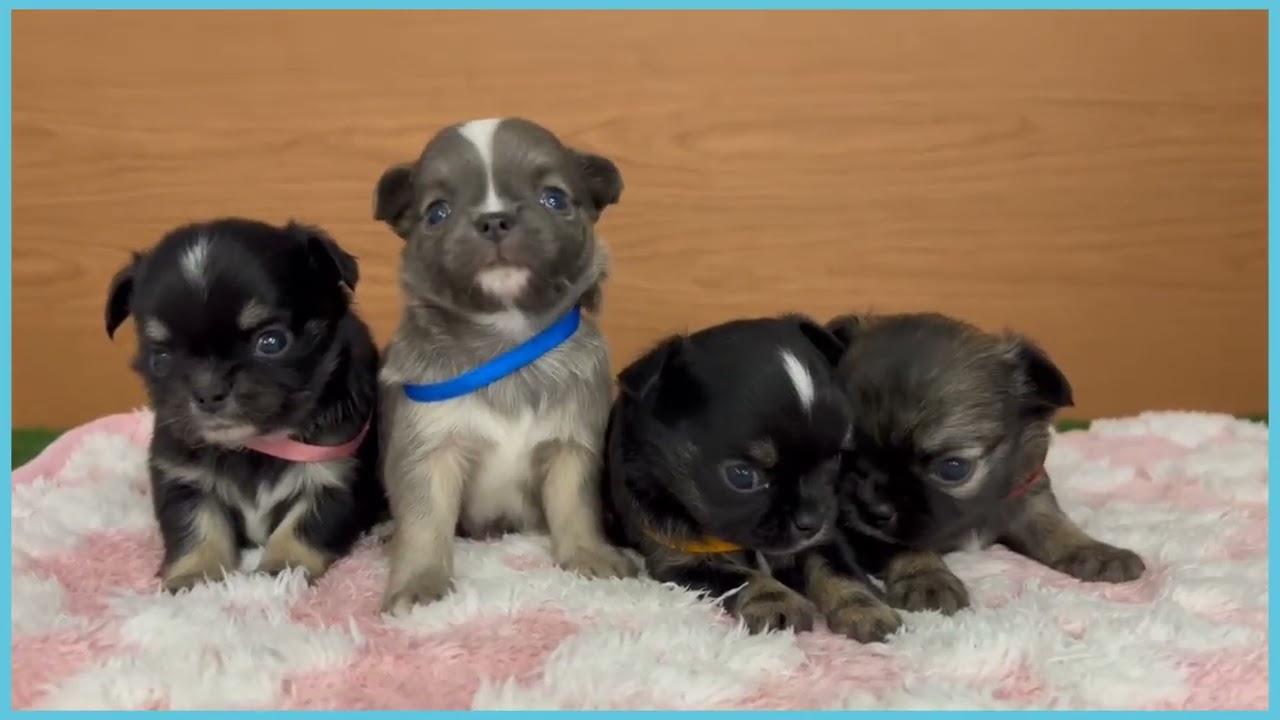 チワワ☆ 744648 チワワ（ロングコート） - YouTube